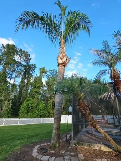 Freshly pruned palm trees and clean landscaping showcasing a complete property transformation for a residential home.