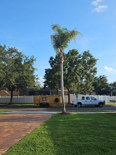 A clean, perfectly trimmed palm tree following expert pruning and debris removal.