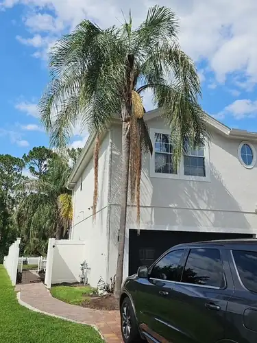 Clermont driveway palms before trimming