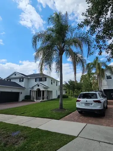Clermont front-yard palms before the trim