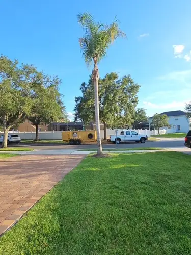 Freshly trimmed front-yard palms at a Clermont home