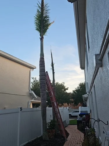 Backyard palms after the ladder trim in Clermont