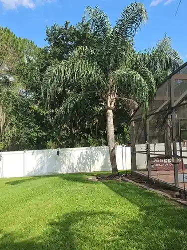 Backyard palms before trimming from the ladder in Clermont