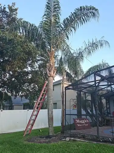Right side of the backyard palms trimmed from the ladder in Clermont