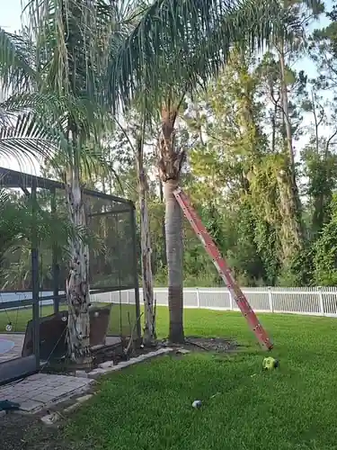 Ladder work on the backyard palms in Clermont