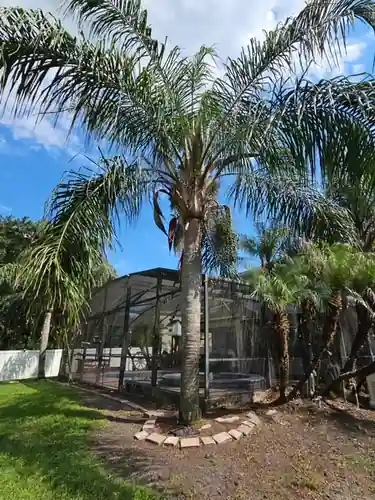 Palms near the Clermont pool before trimming