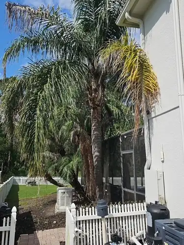 Side walkway palms before trimming in Clermont