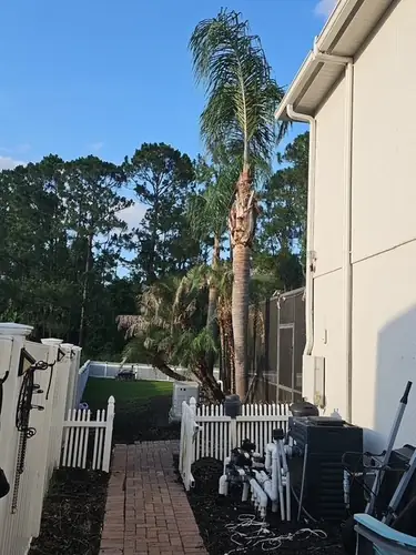 Side walkway palms after trimming in Clermont